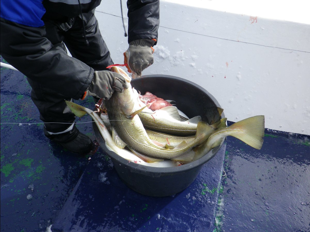 Cod Fishing34